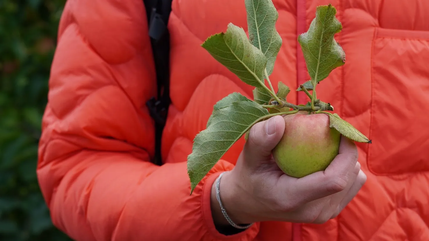 Alle Höfe rund um Hamburg zum Äpfel pflücken | Mit Vergnügen Hamburg, image size:1476x830