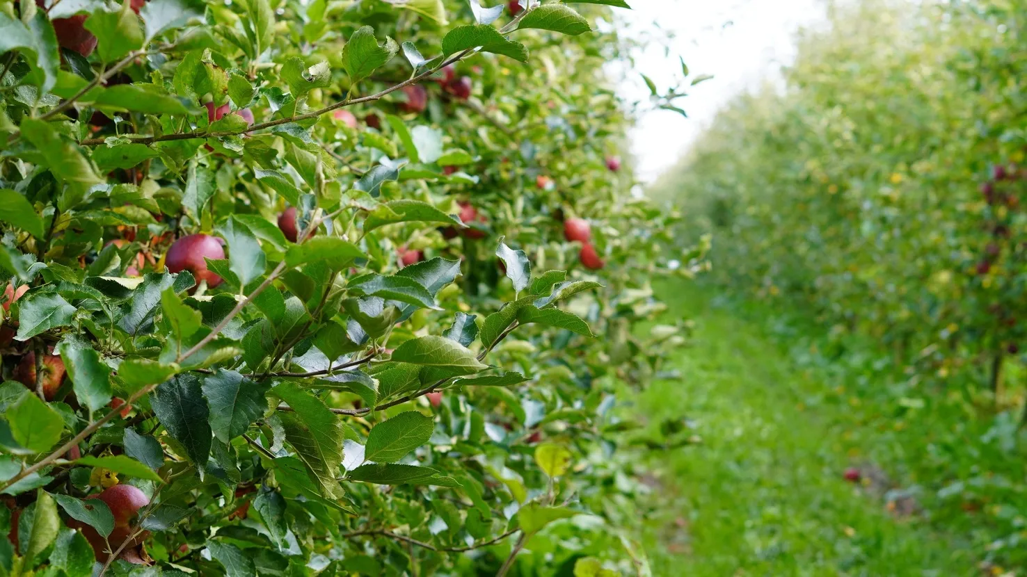 Alle Höfe rund um Hamburg zum Äpfel pflücken | Mit Vergnügen Hamburg, image size:1476x830