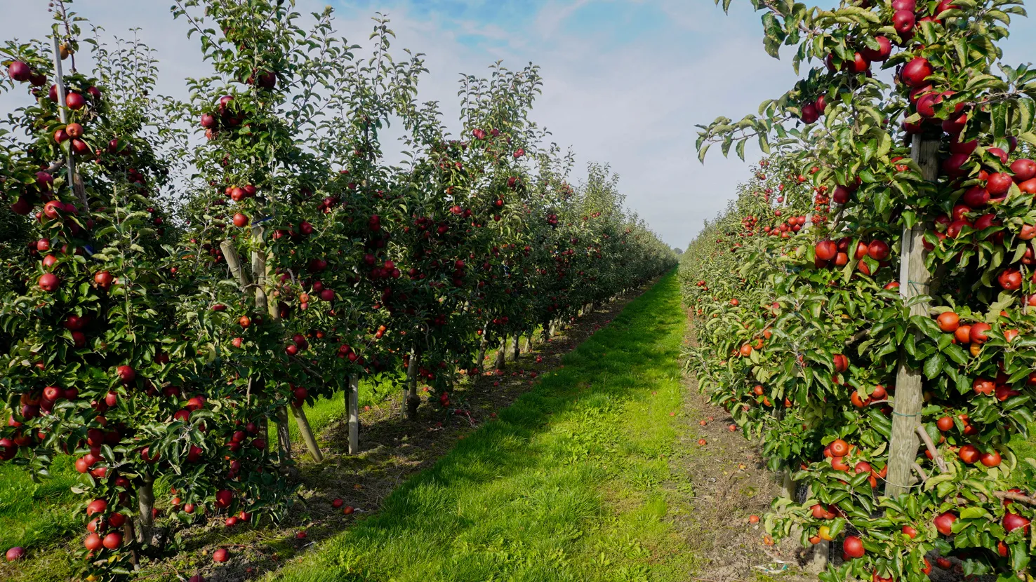 Alle Höfe rund um Hamburg zum Äpfel pflücken | Mit Vergnügen Hamburg, image size:1476x830