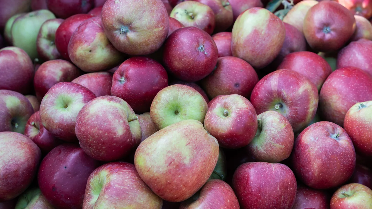 Alle Höfe rund um Hamburg zum Äpfel pflücken | Mit Vergnügen Hamburg, image size:1476x830