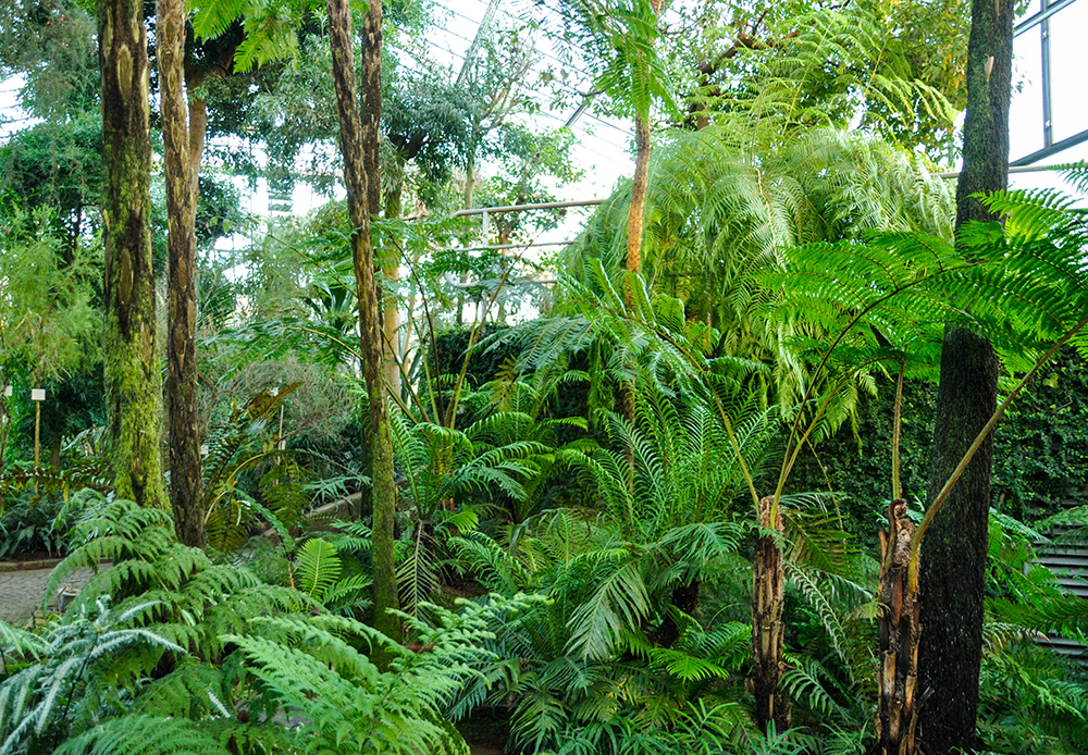 Botanic_Garden2