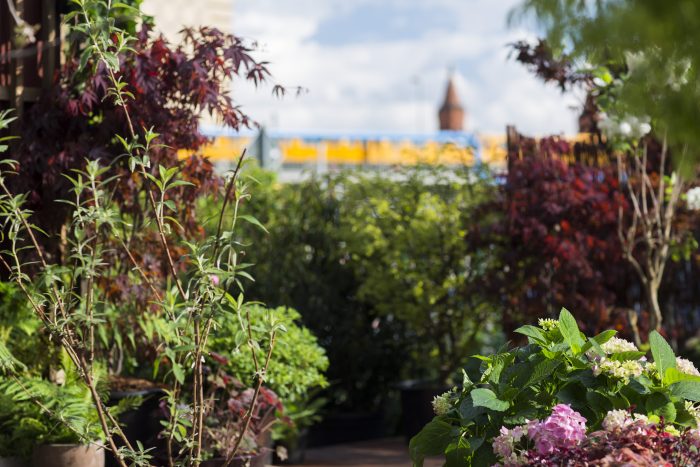 Schrebergarten-Berlin-Übernachtung-Pflanzenfreunde