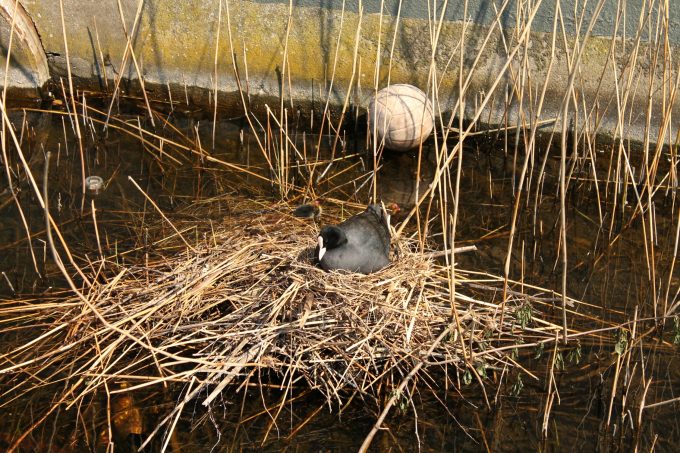 Ente (c) Michelle Weyers