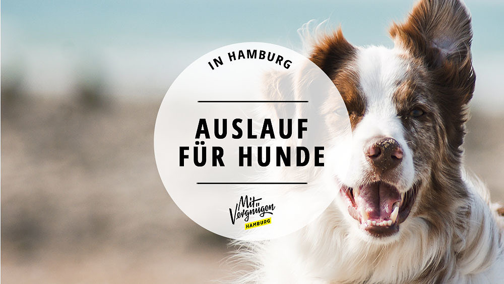 11 Gedanken, die ein Hund in Hamburg hat Mit Vergnügen Hamburg