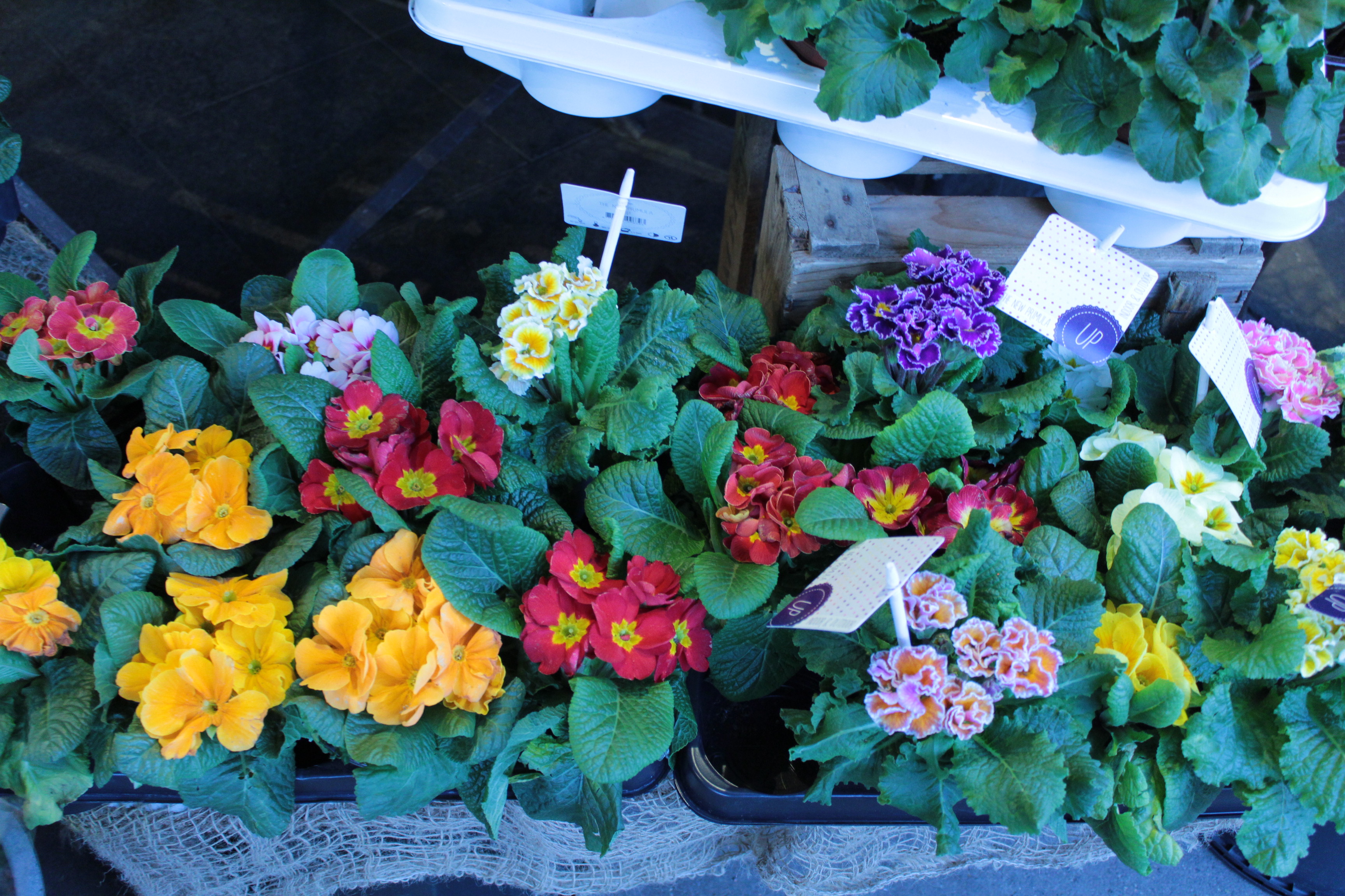 H bsche Blumen  kaufen im Bella  Flora Mit Vergn gen Hamburg