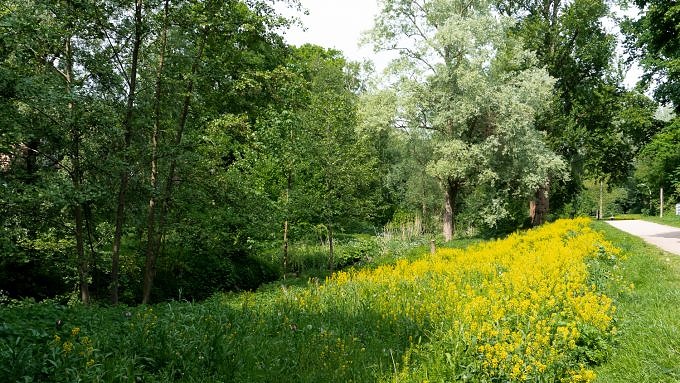 Wilde Wiesen im Park am Osterbekkanal