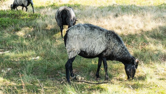 Die Heidschnucken sind eine Schafsrasse, für die die Lüneburger Heide bekannt ist.