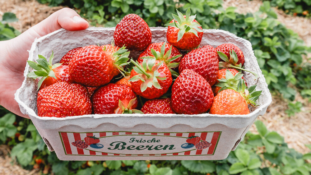 Erdbeeren vom Börnsener Erdbeerfeld